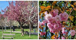 FOTO Sve je u cvatu: Prizori u Parku stara Trešnjevka su prekrasni