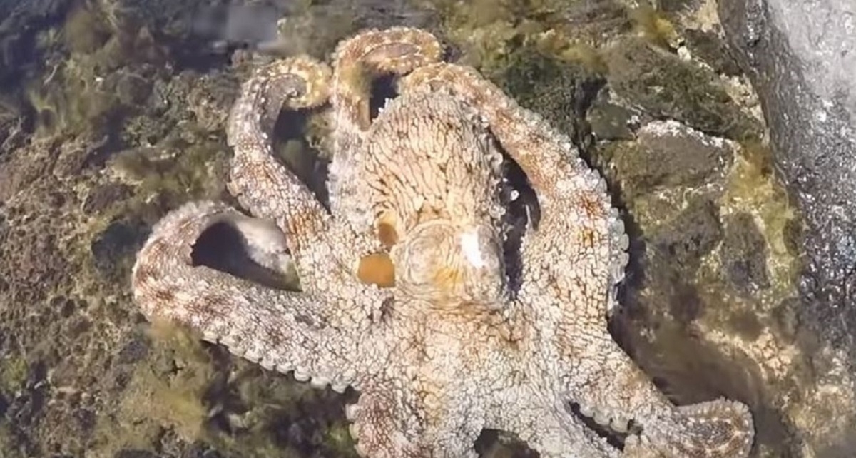VIDEO Geologa napala "ljutita hobotnica": Voda je odjednom postala mutna