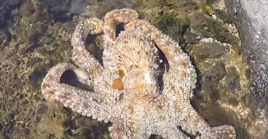 VIDEO Geologa napala "ljutita hobotnica": Voda je odjednom postala mutna