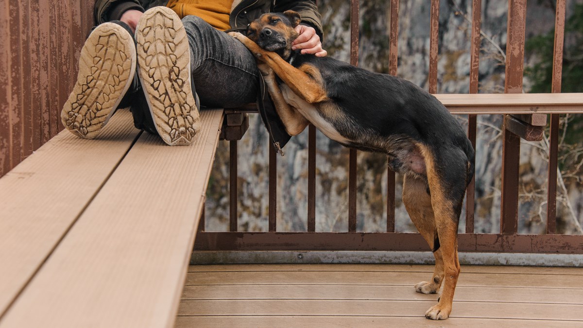 Zabavite se sa svojim ljubimcima na Svjetski dan ljubavi prema kućnim ljubimcima