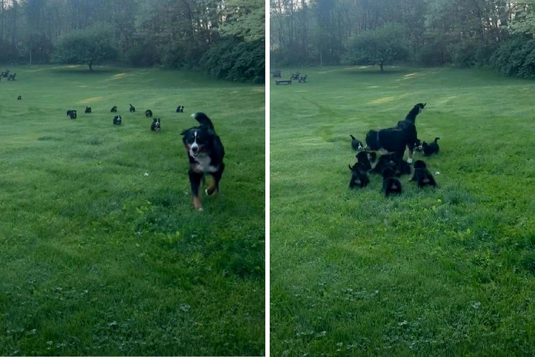 Kujica pokušala uzeti pauzu, no preslatki štenci pratili su je u stopu. Video je hit
