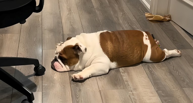 Kad si lijen, ali moraš lajati: Buldog Ernie nasmijat će vas svojim ponašanjem