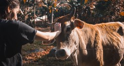 Danci promoviraju neobičan način rješavanja stresa: Mazite krave!