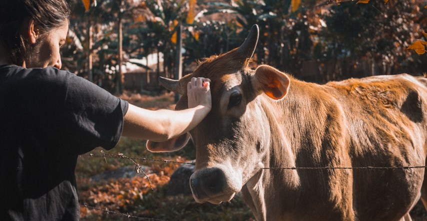 Danci promoviraju neobičan način rješavanja stresa: Mazite krave!