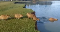 Snimka kapibara koje skaču u vodu oduševila ljude: Da smo barem mi ovako pristojni