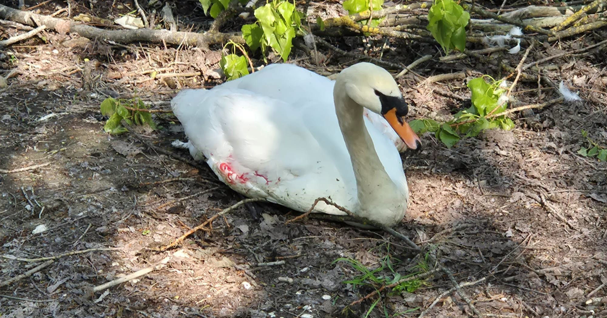Psi napali par labudova na Bundeku, obje ptice su uginule