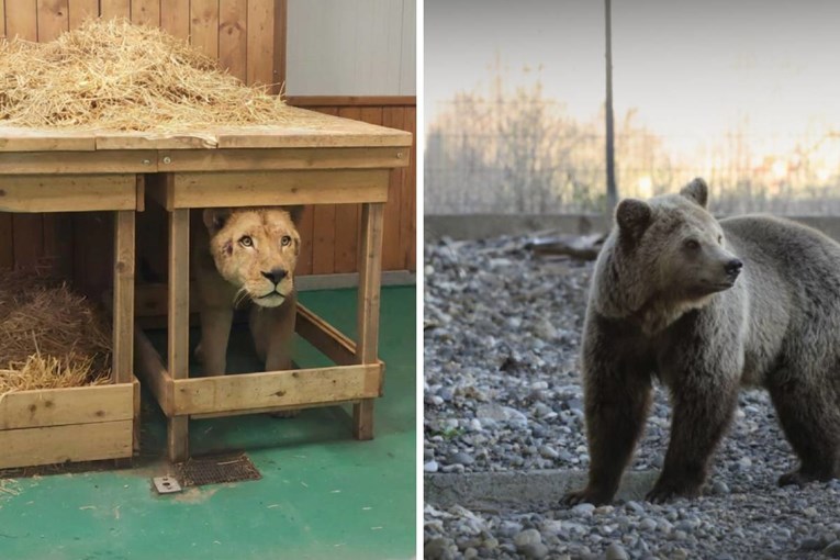 Lav i medvjedica koji su u Albaniji držani kao ljubimci dobili novi dom u Njemačkoj