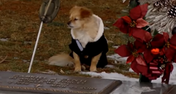 Tužni i odani pas ne želi napustiti grob svoje preminule vlasnice
