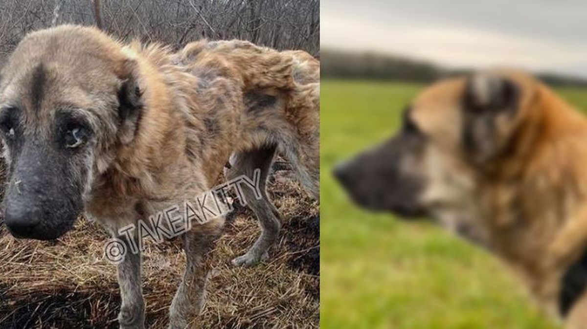 Psa pronašli na rubu smrti, njegova transformacija zadivila je mnoge