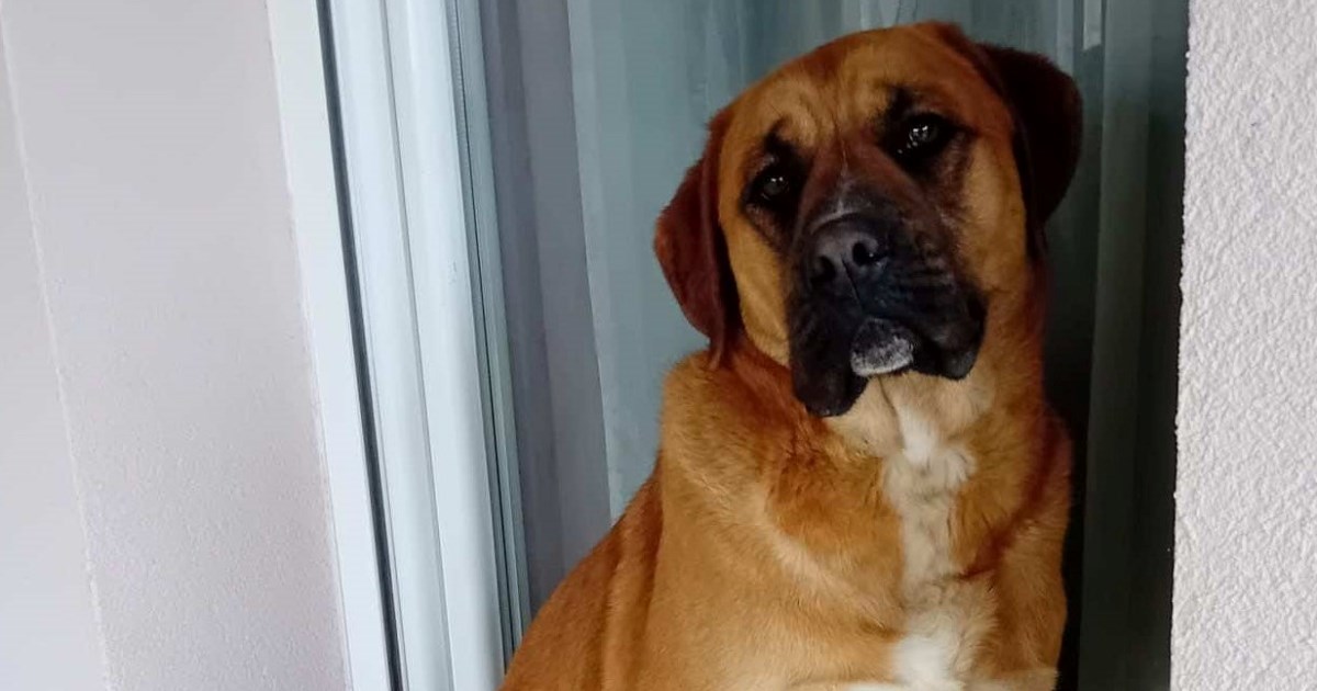 Maxova obitelj nema dovoljno vremena za šetnje i druženja, traži novu