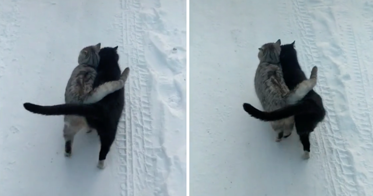 Dvije mace prošetale su zagrljene i ljudi ne mogu vjerovati koliko su slatke
