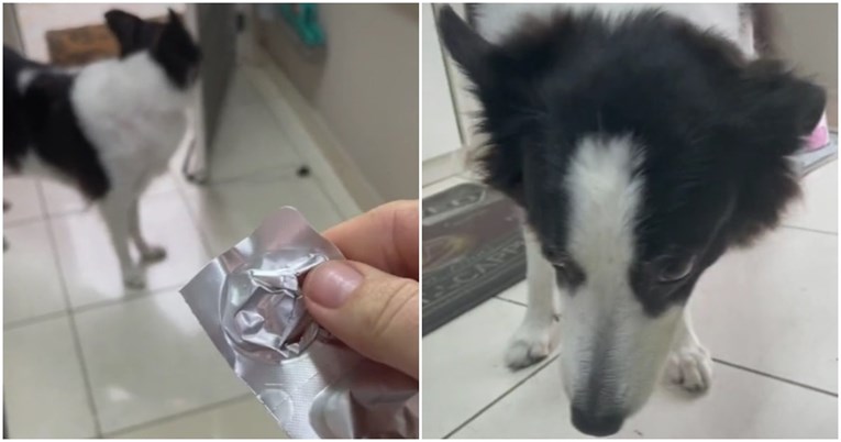 VIDEO Vlasnica otkrila kako svom psu daje tabletu, ljudi su oduševljeni