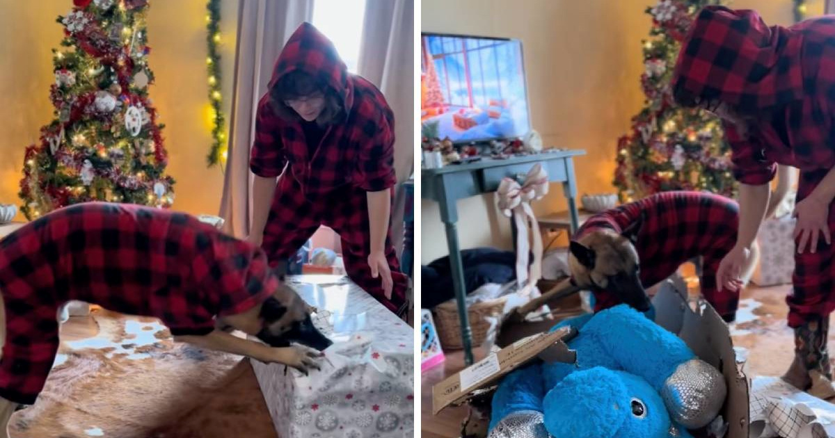 Belgijski ovčar dobio plišanu igračku i pokazao svoju nježnu stranu