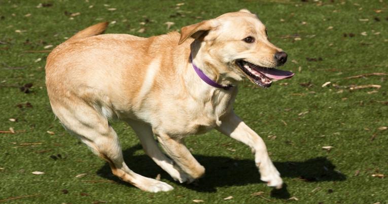 Pas koji shvaća da ponovo može hodati nakon što je bio paraliziran rastopio je ljude