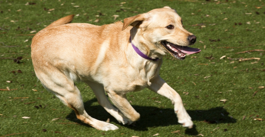 Pas koji shvaća da ponovo može hodati nakon što je bio paraliziran rastopio je ljude