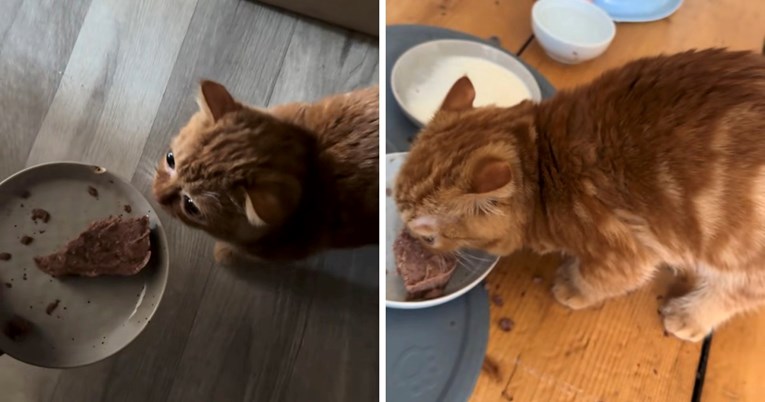 Mačak s patuljastim rastom osvojio je internet svojom reakcijom na ručak