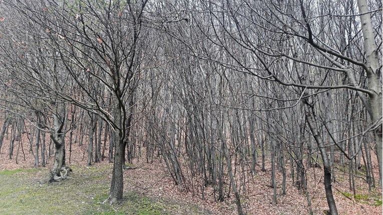 USKOK istražuje lugara iz Međimurja, osumnjičen je za primanje mita