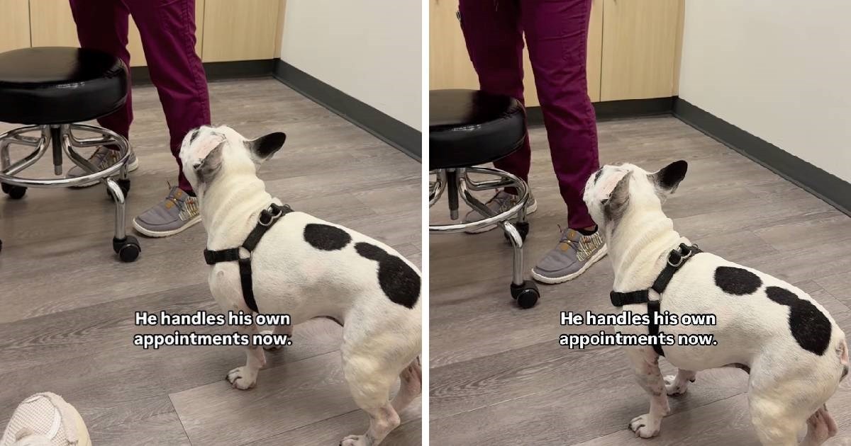 Pametni francuski buldog sam objasnio veterinaru što ga muči