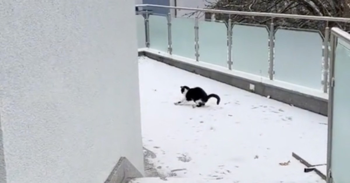 Mačka umislila da je pas pa pokušava uhvatiti grude koje joj baca vlasnica