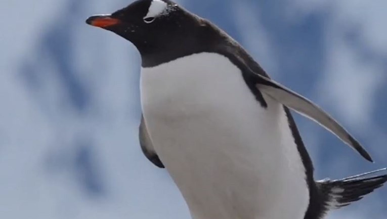 Pingvin se slučajno pokakao po kolegi, zbog njegove reakcije snimka postala hit