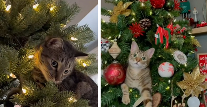 Mace i božićna drvca nikako ne idu skupa: Snimke vlasnika mačaka su hit na TikToku