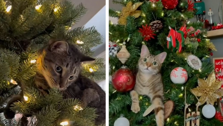 Mace i božićna drvca nikako ne idu skupa: Snimke vlasnika mačaka su hit na TikToku