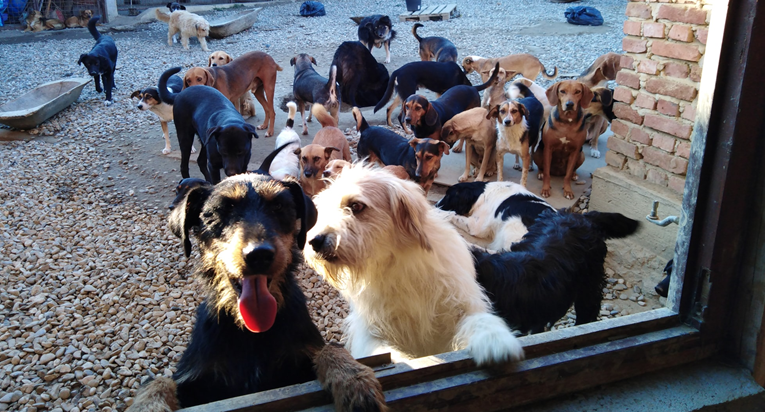 Ivana brine o 120 pasa bez ičije pomoći, njezina priča slika je prave Hrvatske