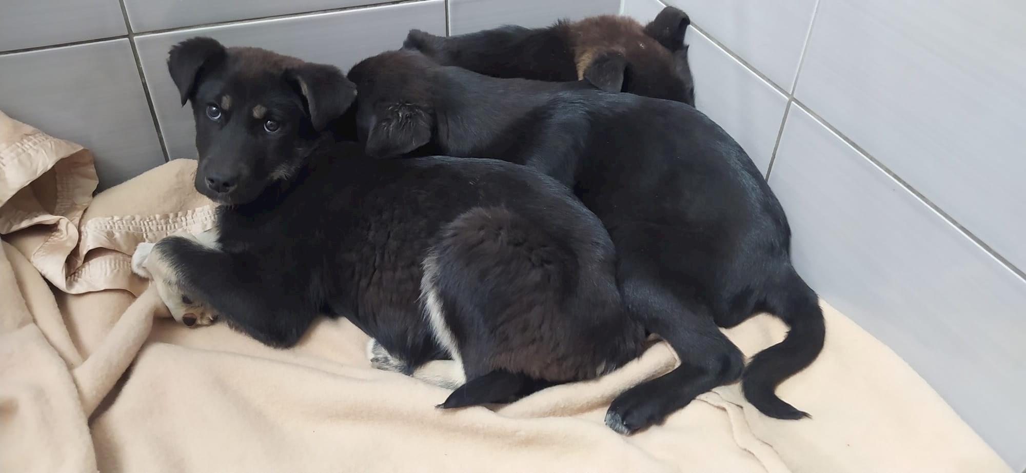 Talu, Belu i Remi netko je odbacio kraj križanja u Zagrebu. Sad traže dom