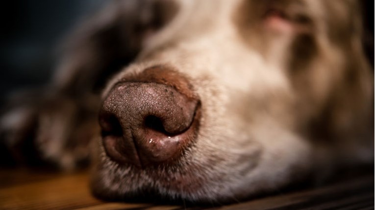 Psi otkrivaju toplinu 'infracrvenim senzorom' u nosu
