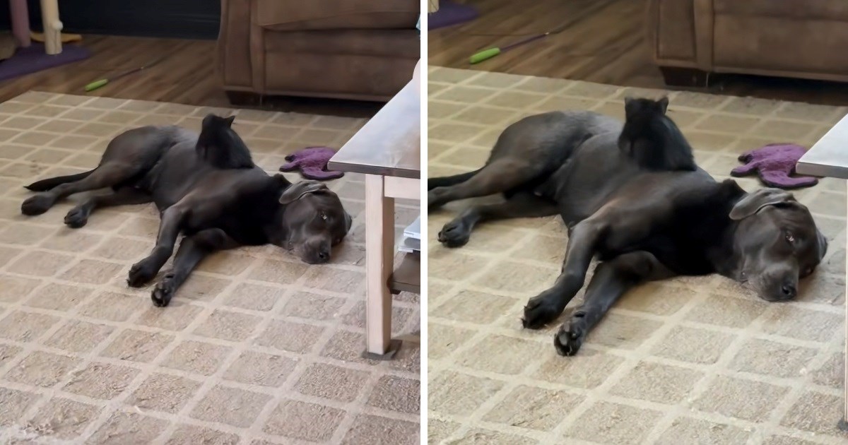 Vlasnica se bojala kako će se slagati pas i mačka, oni postali najbolji prijatelji