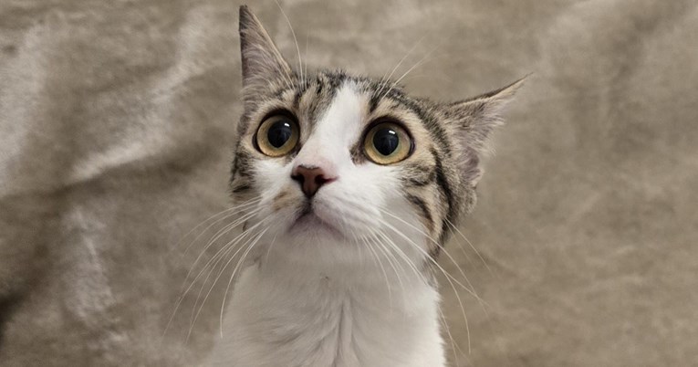 U prvih šest mjeseci ove godine u Dumovcu sterilizirane 584 slobodnoživuće mačke