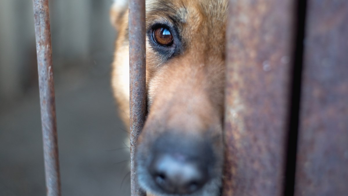Udruga Rina hitno treba pomoć za izgradnju utočišta