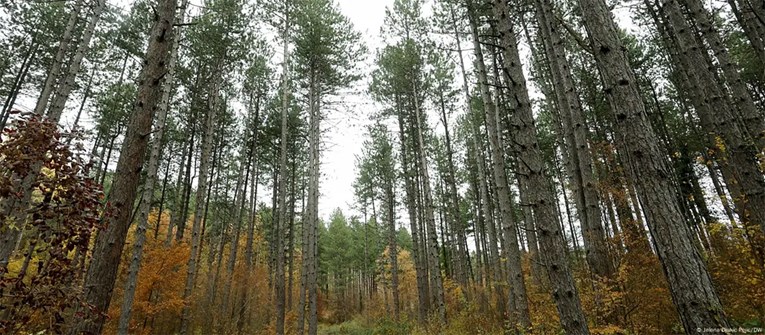 Šume na Balkanu se bore protiv klimatskih promjena