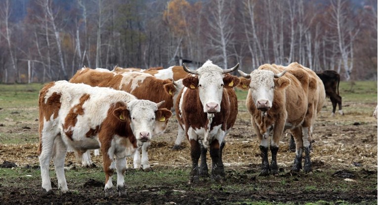 Župan: Sufinancirat ćemo veterinara za krave i konje u Gorskom kotaru s 30.000 eura