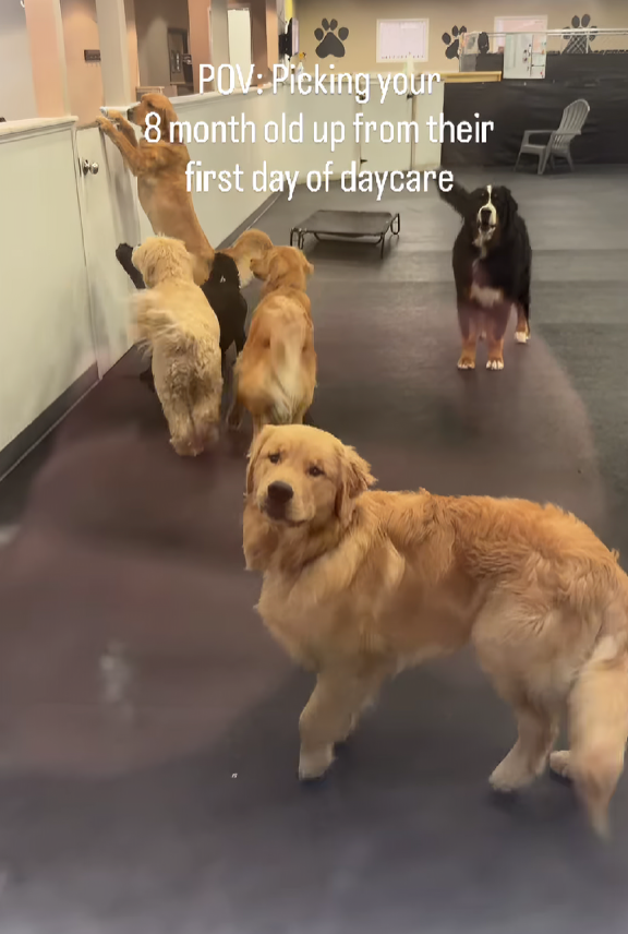 Dramatičan doček psića nakon vrtića postao je viralan