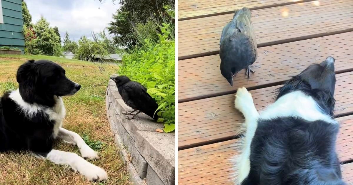 Border collie i vrana postali su najbolji prijatelji, video je hit