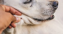 Kako prepoznati simptome piroplazmoze i spasiti psu život