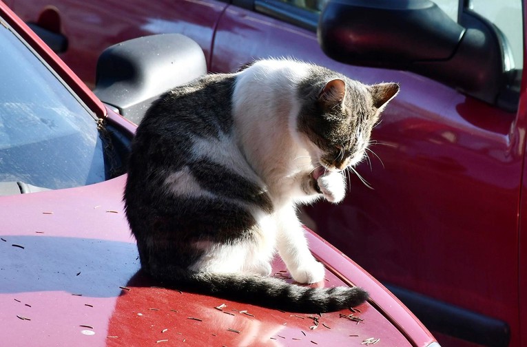 Maca u Sisku iskoristila parkirani auto za uživanje na suncu i uljepšavanje