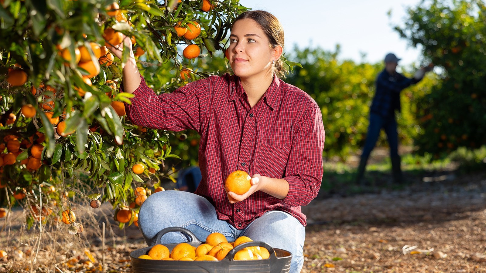 Istražili smo gdje i kako nastaju posebne domaće mandarine. U EU-u se ističu po ovome