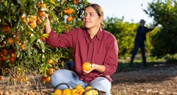Istražili smo gdje i kako nastaju posebne domaće mandarine. U EU-u se ističu po ovome
