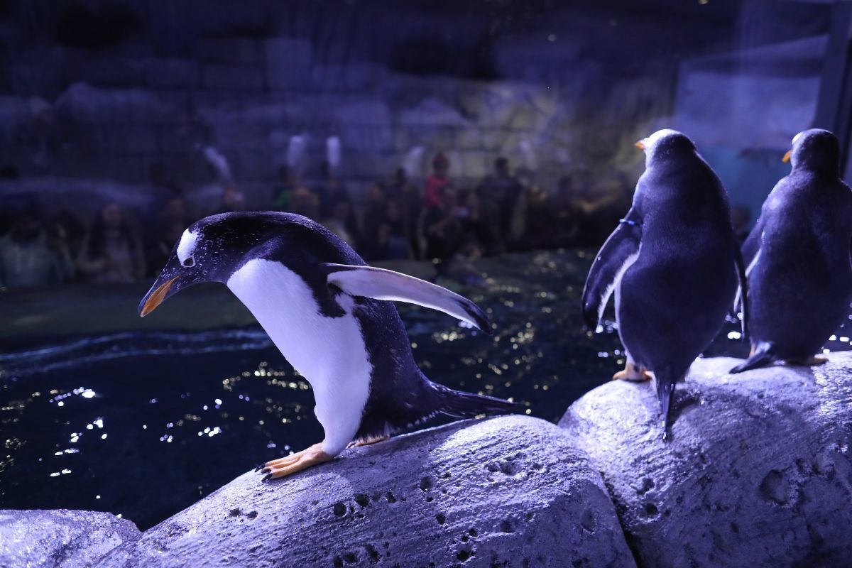 Političari traže da iz londonskog akvarija puste pingvine. "Nemaju svjetla ni zraka"