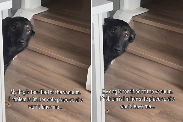 Kujica se boji usisavača, ali prati vlasnicu iz slatkog razloga