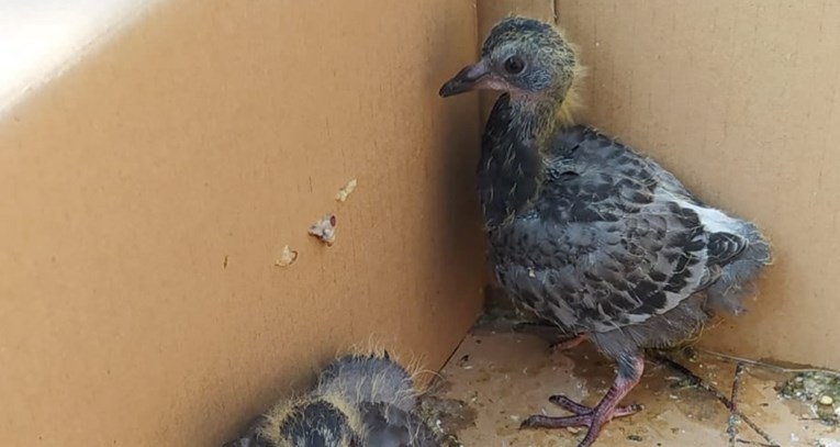 U Zagrebu kraj kontejnera pronađeni golupčići, spašeni su