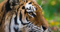 Tigrica u njujorškom zoološkom vrtu je pozitivna na koronavirus