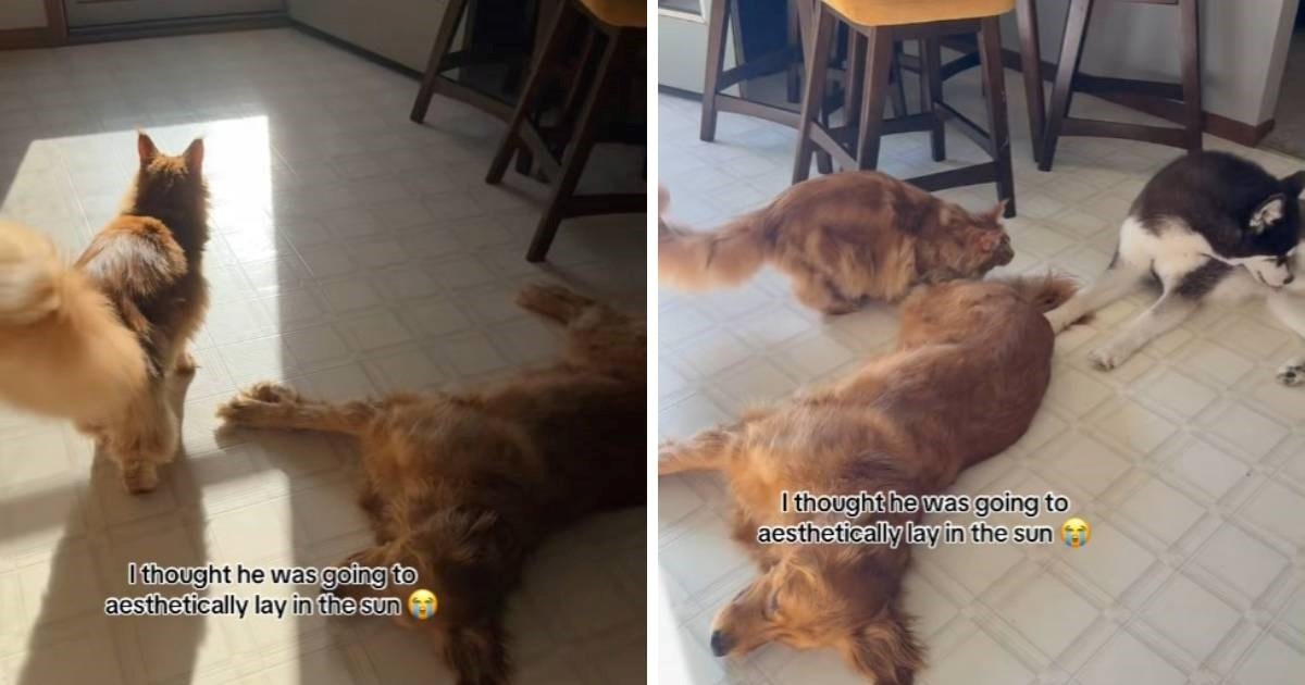 Vlasnica je mislila da će se mačak sunčati, ali on je imao drugi plan