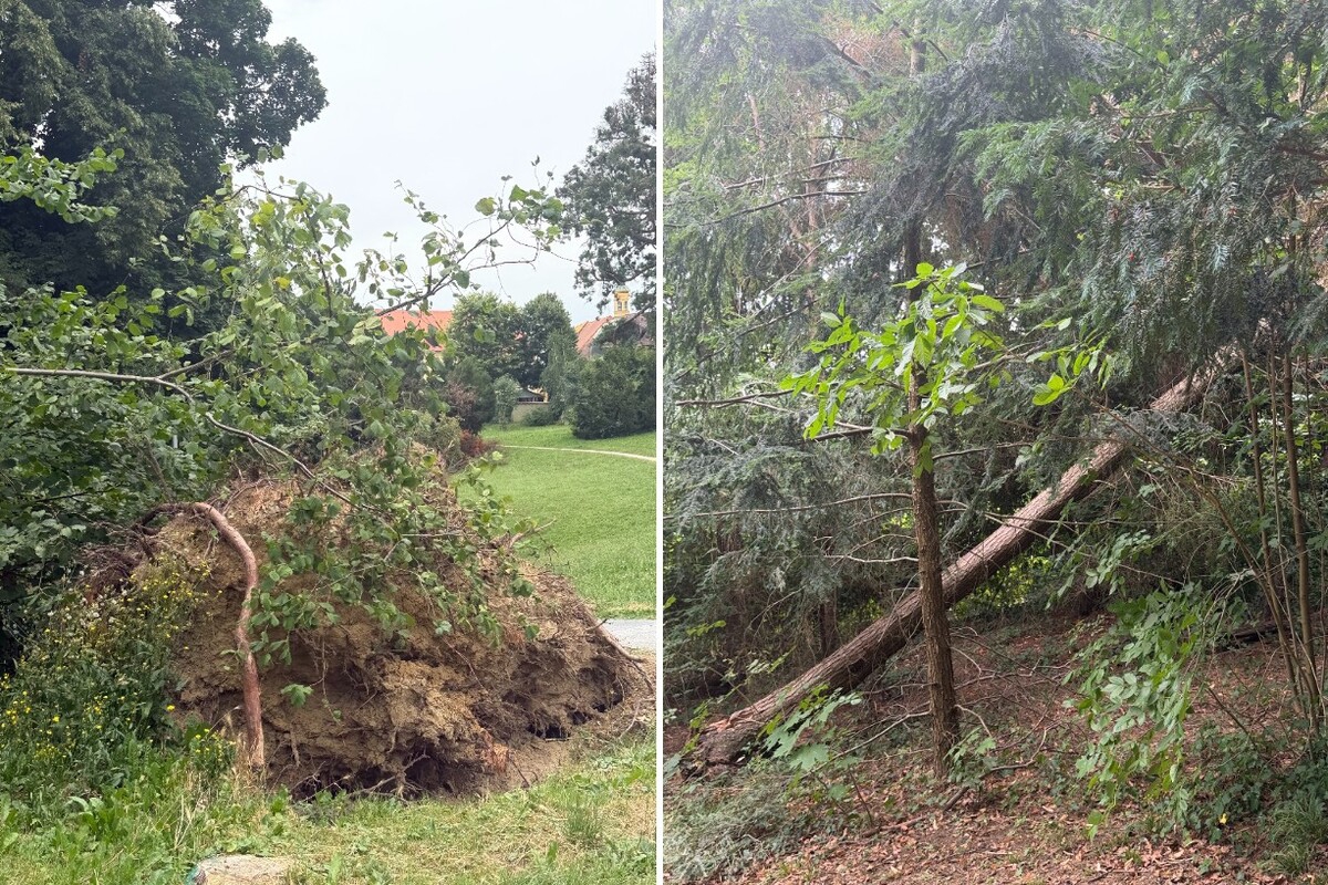 FOTO Pogledajte kako zaštićeni park u Zagrebu izgleda tri mjeseca od oluje