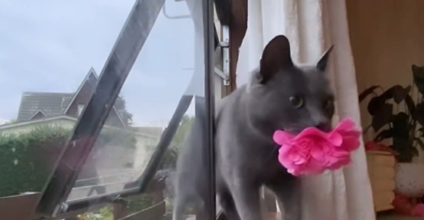 Umiljata siva mačka svaki dan donosi cvijeće svojoj vlasnici