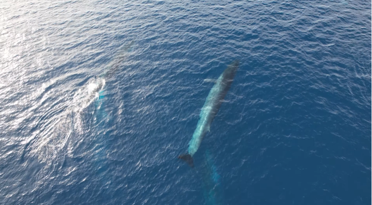 VIDEO Nevjerojatan prizor: Kod Visa dronom snimili desetak kitova