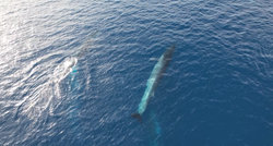 VIDEO Nevjerojatan prizor: Kod Visa dronom snimili desetak kitova