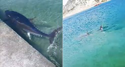 FOTO Pogledajte što su ljudi snimili u moru kod Bakarca: "Kupanje je završeno"